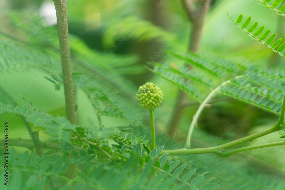 Close up of green tamarind leaves on blur background with copy space Close up of green tamarind leaves on blur background with copy space