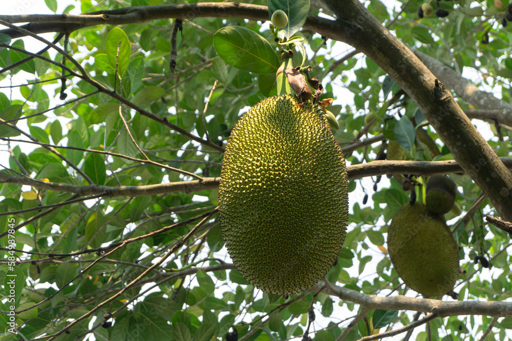 Jackfruit on the tree in the garden with green leaves background. Jackfruit on the tree in the garden with green leaves background.