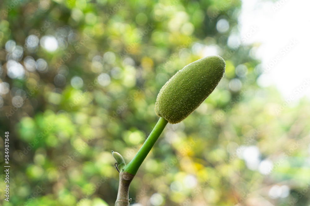 Jackfruit on the tree in the garden with green leaves background. Jackfruit on the tree in the garden with green leaves background.