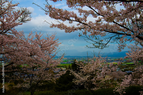 Fototapeta Naklejka Na Ścianę i Meble -  桜と景色