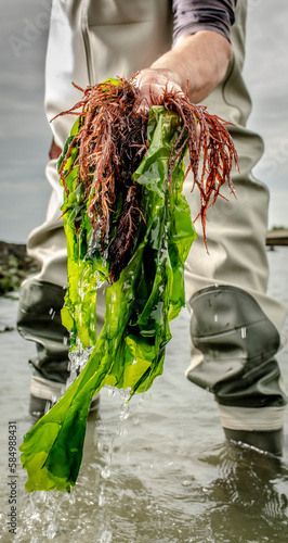 picking seaweed photo