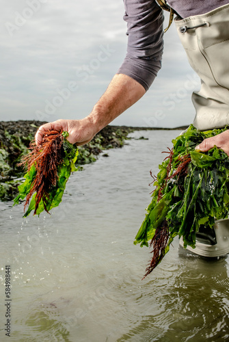 picking seaweed photo