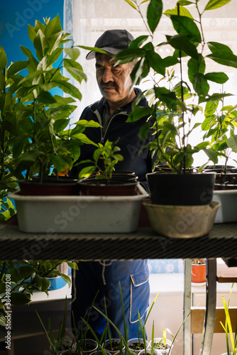 Gardener nourishes his plants photo