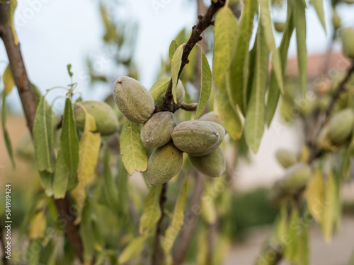 Almonds in an almond tree photo