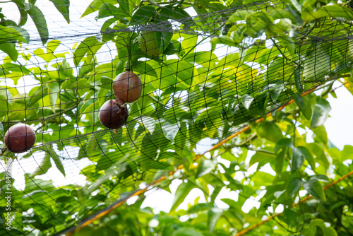 summer, orchard, ripe, passion fruit, sweet, purple