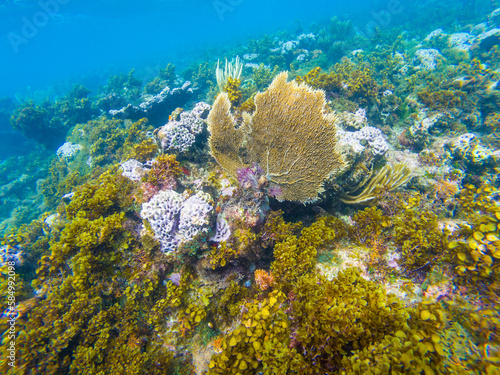 Corals near Cayo Arena islet in the Dominican Republic