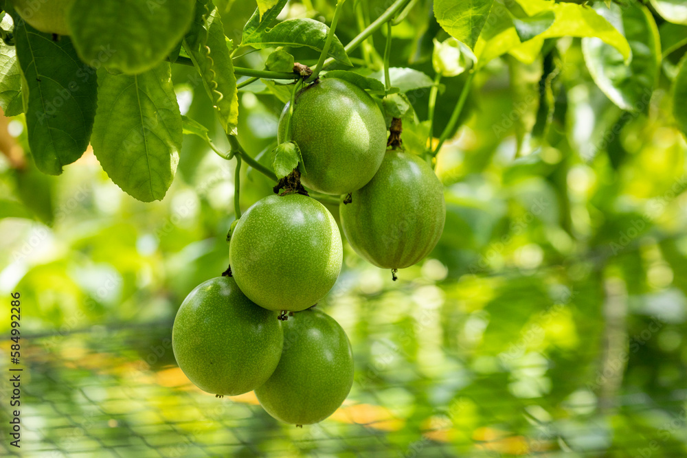 summer, orchard, fruit, plump, green, passion fruit