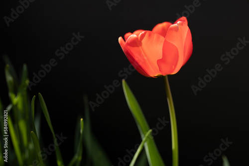 Red tulip against a dark backdrop photo