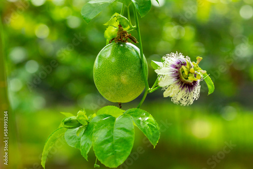 summer, orchard, fruit, plump, green, passion fruit, flower