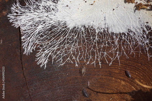 Fungal mycelium on surface of an old wooden salad bowl, lying outside. It consists of a mass of white, branching, thread-like hyphae. Woodlice. Dutch garden. March. photo