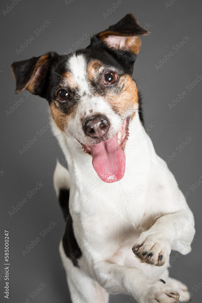 a jack russell terrier dog standing in the studio on a grey background smiling looking at the camera