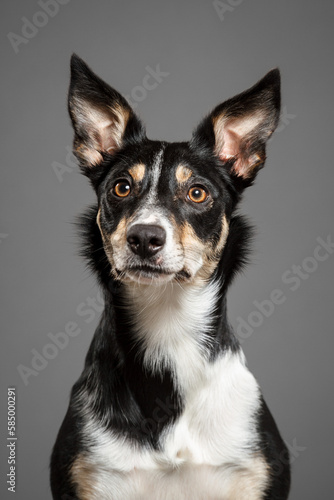 a border collie puppy dog sitting in the studio on a grey background close up portrait