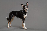 a border collie puppy dog standing in the studio on a grey background 