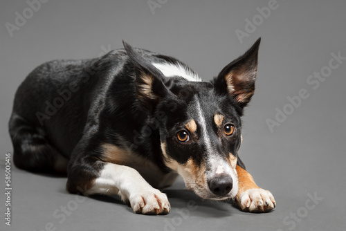 a border collie puppy dog lying down on the floor close up portrait in the studio on a grey background 