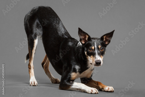 a border collie puppy dog doing a bowing trick in the studio on a grey background  © Oszkár Dániel Gáti