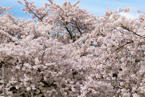 pink sakura tree flower blooming nature background in spring © be free
