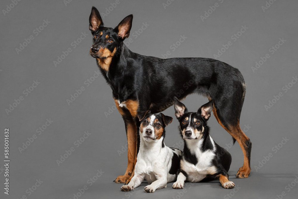 a group of three dogs an australian kelpie a border collie puppy and a jack russell terrier posing in the studio on a grey background