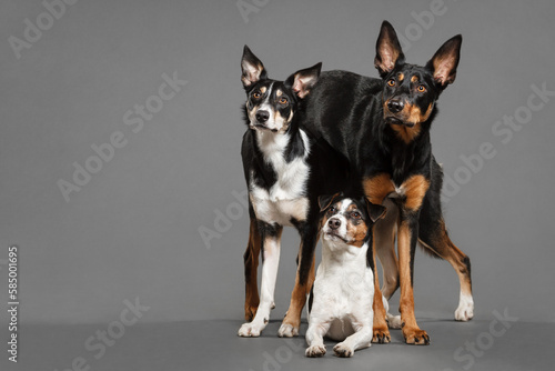 a group of three dogs an australian kelpie a border collie puppy and a jack russell terrier posing in the studio on a grey background