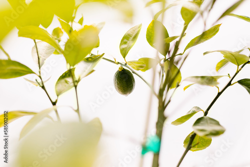 Meyer Lemon plant with one lemon