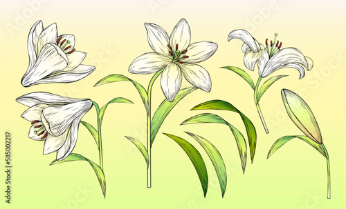 Fototapeta Naklejka Na Ścianę i Meble -  White engraved lily flower set