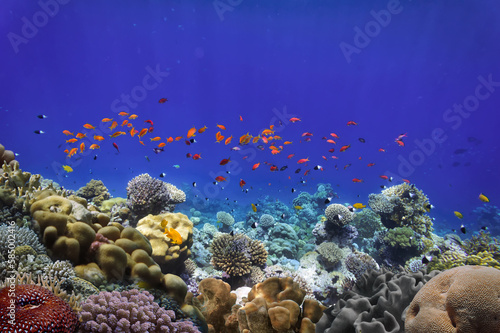 Fototapeta Naklejka Na Ścianę i Meble -  Coral reef underwater with shoal tropical fish and marine life