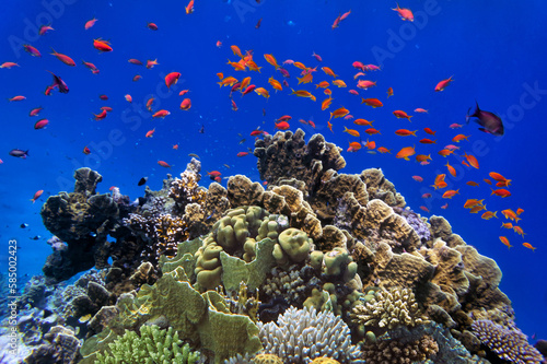 Fototapeta Naklejka Na Ścianę i Meble -  Coral reef underwater with shoal tropical fish and marine life