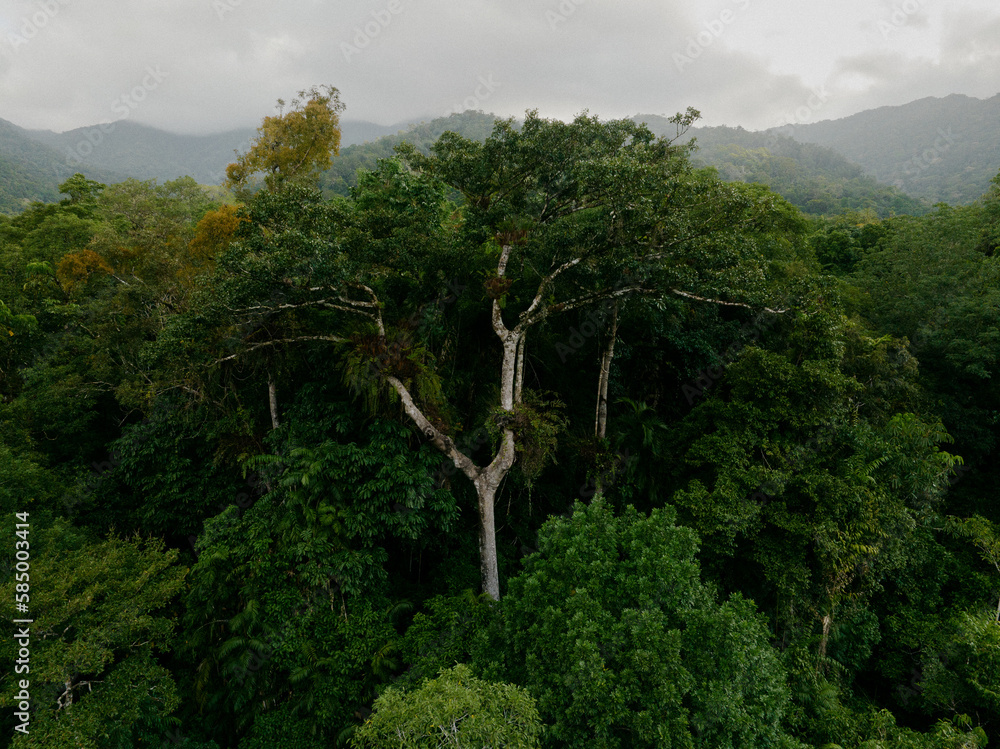 Daintree rainforest canopy