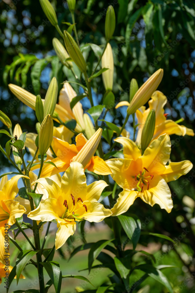 Obraz premium 初夏に咲くカラフルなユリの花