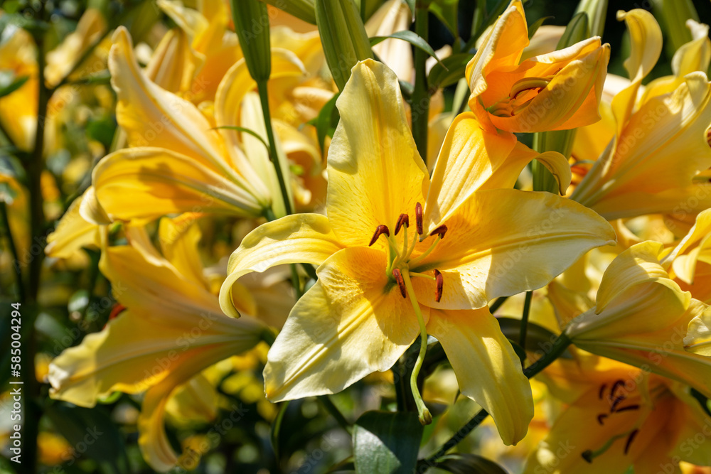 Obraz premium 初夏に咲くカラフルなユリの花