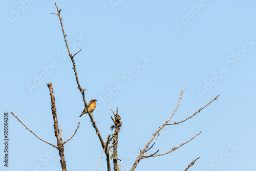 Whinchat bird on a branch against a blue summer sky