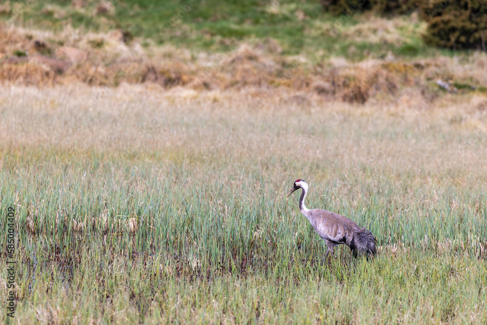 Eurasian crane in a wetland at spring