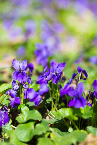 Spring flowers. wood violet  viola odorata  dog wild violet  viola hirta  viola sororia  sweet violet  Queen Charlotte flower. Violet violets flowers bloom in the spring forest. Viola odorata.