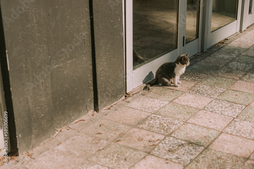 A photo of fluffy cat with gray-white fur about to hunt