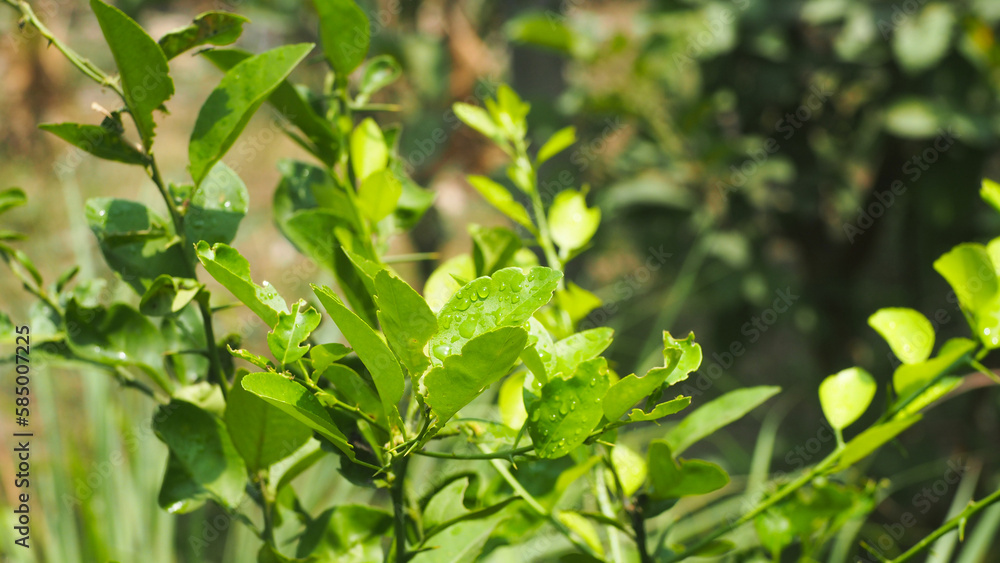 Leaves of lemon tree at farm orchard with fruit harvest background, Thailand Leaves of lemon tree at farm orchard with fruit harvest background, Thailand