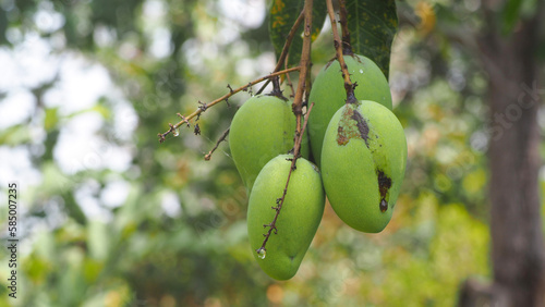 Close-up of fresh green mango hanging on mango tree in the garden field with thailand fruit harvest background