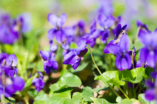 Spring flowers. wood violet  viola odorata  dog wild violet  viola hirta  viola sororia  sweet violet  Queen Charlotte flower. Violet violets flowers bloom in the spring forest. Viola odorata.