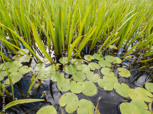 Dense aquatic vegetation at eutrophic lake photo