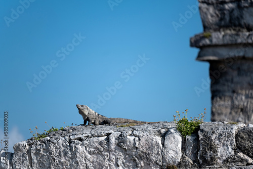 Iguana in Mexico photo