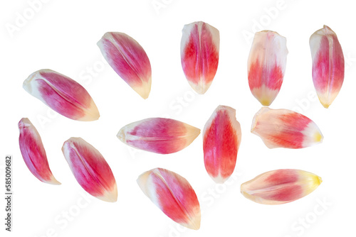 Delicate pink tulip petals . View from above. Isolate on white PNG
