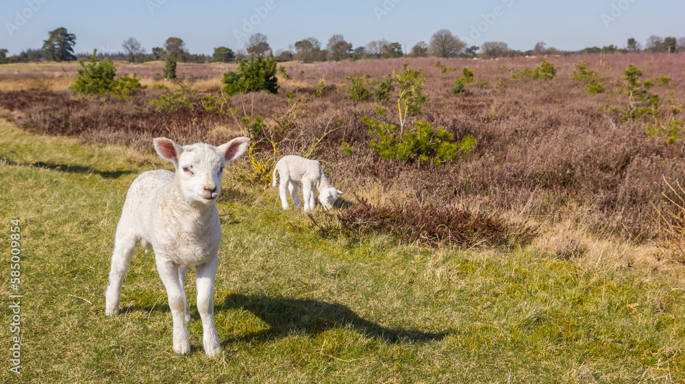 Two little white lambs in the heather fields of national park Drents-Friese Wold, Netherlands Two little white lambs in the heather fields of national park Drents-Friese Wold, Netherlands