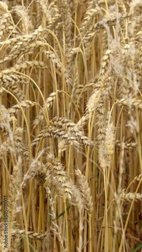 A lot of ripe wheat spikelets are swaying in the wind in an Irish farmerfield. Wheat plant close-up. Ripe cereal crops. Vertical. photo