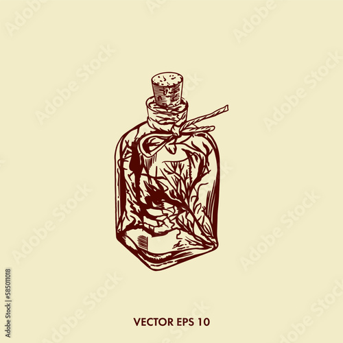 Herbs set, ginseng. Glass bottle with tincture. Vector vintage illustration.