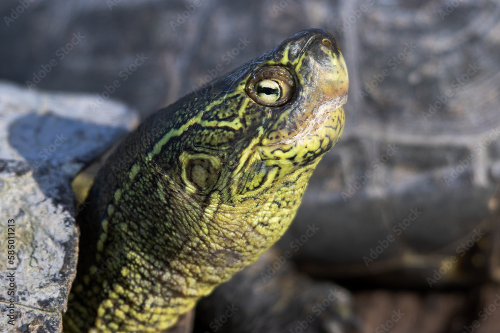 Naklejka premium turtle on a rock