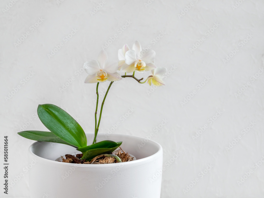 White mini Phalaenopsis orchid in a white pot on a light background. Beautiful flowering branch of the white orchid phalaenopsis multiflora. Copy space. - obrazy, fototapety, plakaty 