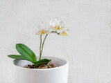 White mini Phalaenopsis orchid in a white pot on a light background. Beautiful flowering branch of the white orchid phalaenopsis multiflora. Copy space.