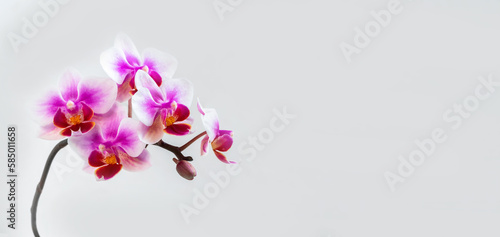 Panoramic view of Anthura Buenos Aires orchid flowers on white b