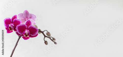 Phalaenopsis Chia E Yenlin orchid flowers on white background, c