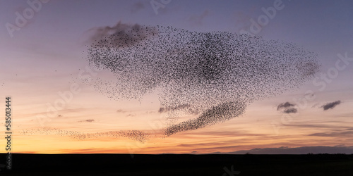 A Murmuration of Starlings