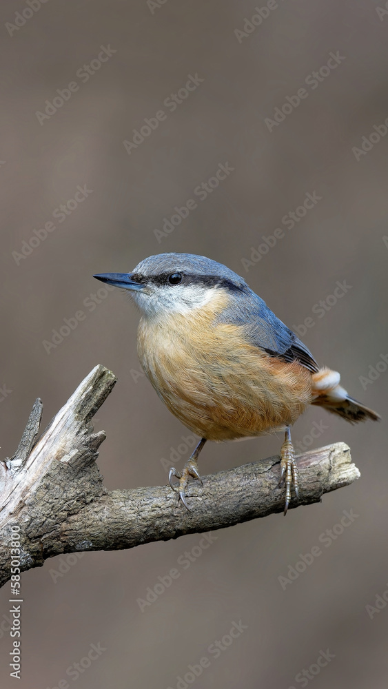 Kleiber (Sitta europaea) im Winter
Kleiber (Sitta europaea) im Winter