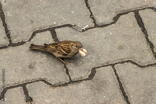 ROMANIA. A house sparrow Passer domesticus . photo